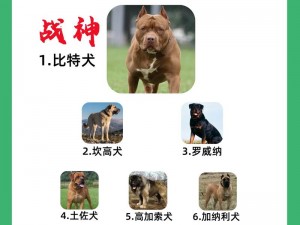 猛烈训练：元帅犬化身无敌战斗猛兽的秘诀