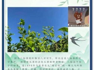 仙踪林Xzlcompany limited,仙踪林 Xzlcompany limited：茶饮界的传奇，你了解多少？