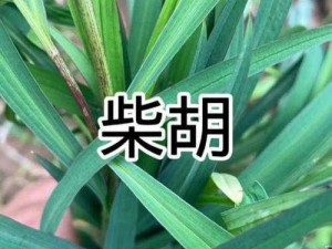 天涯明月刀：柴胡采集地点大揭秘，探寻药材原产地之旅