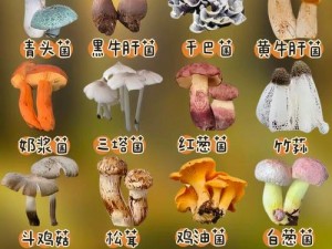 蘑菇系列最新合集解压_蘑菇系列最新合集解压资源分享