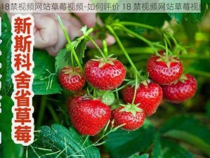 18禁视频网站草莓视频-如何评价 18 禁视频网站草莓视频？