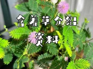 含羞草污污污污网站-含羞草污污污污网站是否存在低俗色情内容？