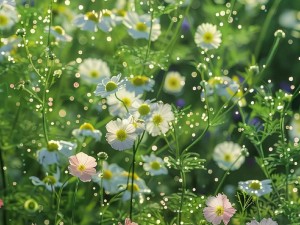 野花视频免费观看在线播放1【野花视频免费观看在线播放 1，无需注册，点开就能看】