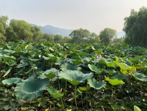 好湿⋯好紧⋯好多水含羞草【好湿好紧好多水，含羞草也疯狂】