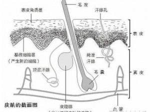 脱毛膏的原理 脱毛膏是如何脱毛的？