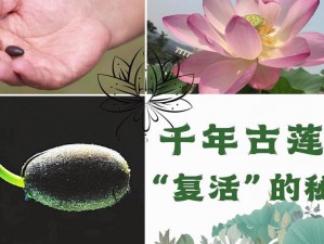 北京三千年前植物种子的秘密：重大发现揭示古文明生态图景