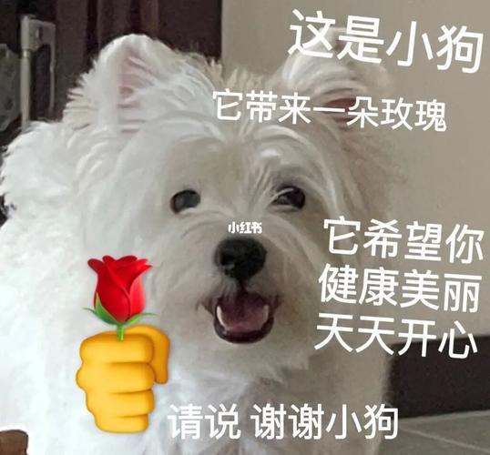 记得说谢谢小狗:流行梗背后的温情故事与谢谢小狗表情包分享