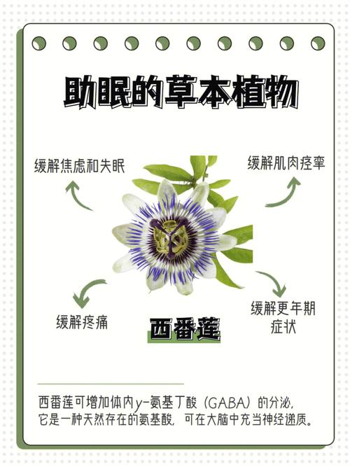 忘忧草一线二线三线,天然草本,健康助眠