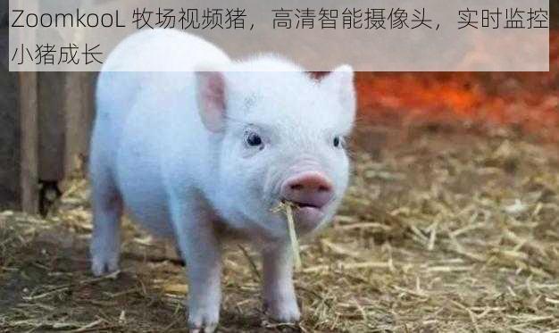 ZoomkooL 牧场视频猪,高清智能摄像头,实时监控小猪成长