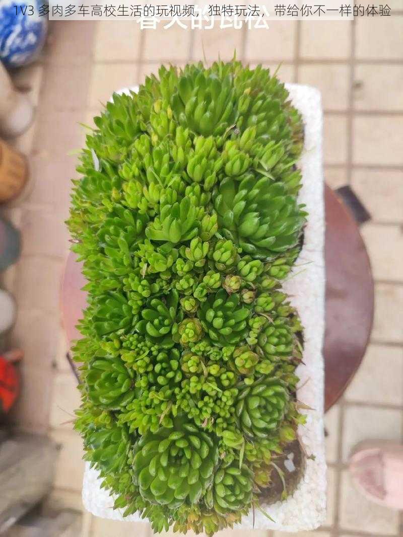 1V3 多肉多车高校生活的玩视频,独特玩法,带给你不一样的体验
