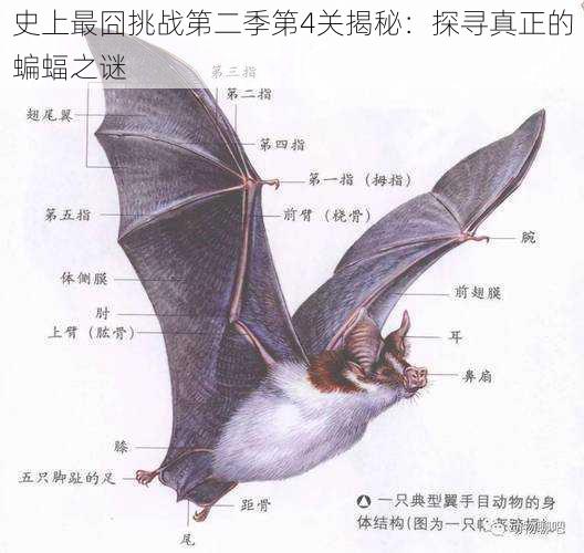 史上最囧挑战第二季第4关揭秘:探寻真正的蝙蝠之谜