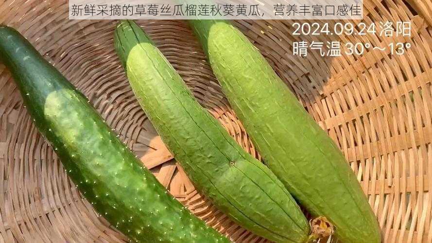 新鲜采摘的草莓丝瓜榴莲秋葵黄瓜,营养丰富口感佳
