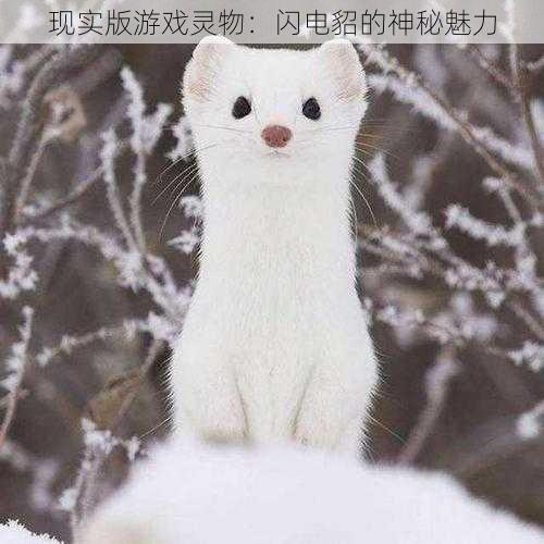 现实版游戏灵物:闪电貂的神秘魅力