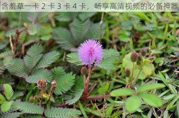 含羞草一卡 2 卡 3 卡 4 卡,畅享高清视频的必备神器