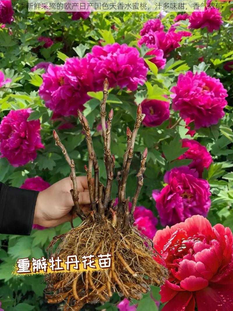 当季新鲜采摘的欧产日产国色天香水蜜桃,汁多味甜,香气浓郁