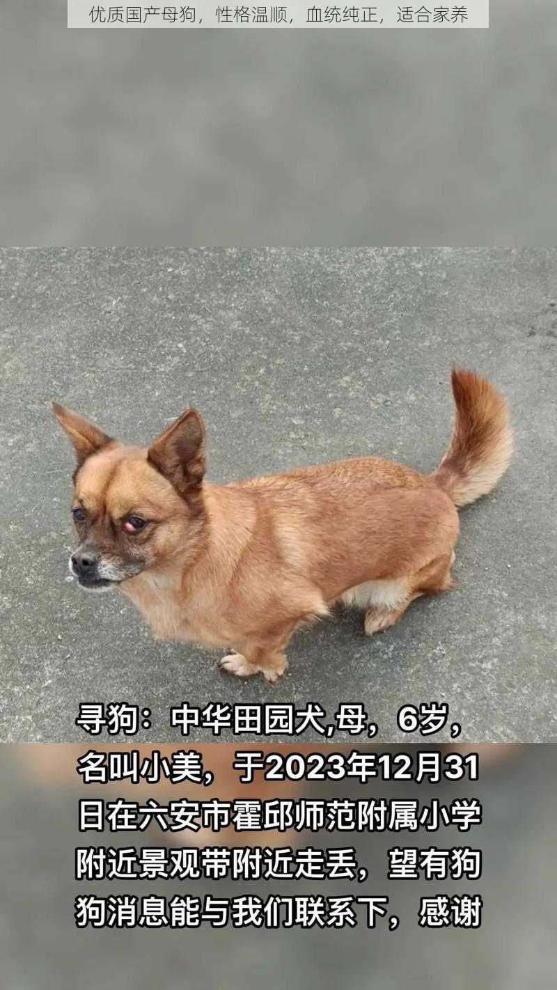优质国产母狗,性格温顺,血统纯正,适合家养