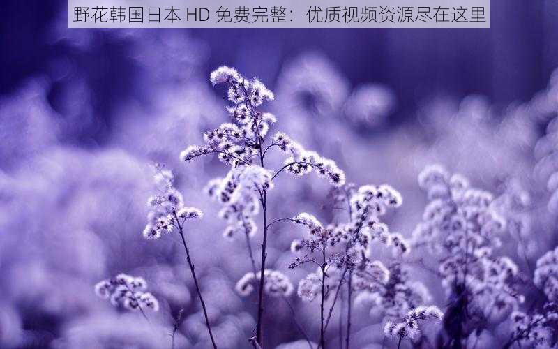 野花韩国日本 HD 免费完整:优质视频资源尽在这里