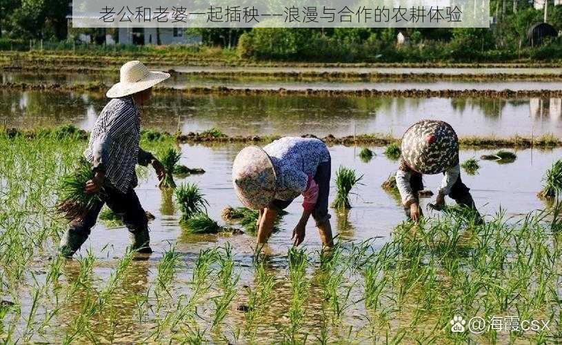 老公和老婆一起插秧——浪漫与合作的农耕体验
