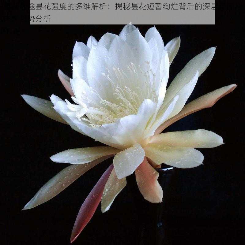 无期迷途昙花强度的多维解析:揭秘昙花短暂绚烂背后的深层原因与未来趋势分析