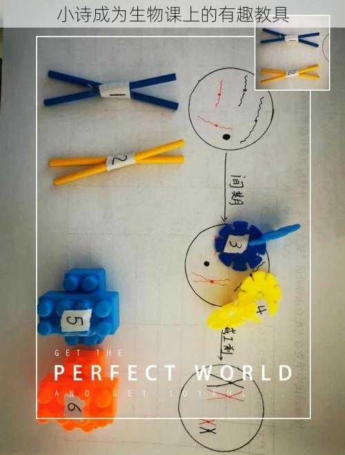 小诗成为生物课上的有趣教具