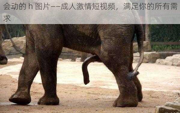 会动的 h 图片——成人激情短视频,满足你的所有需求