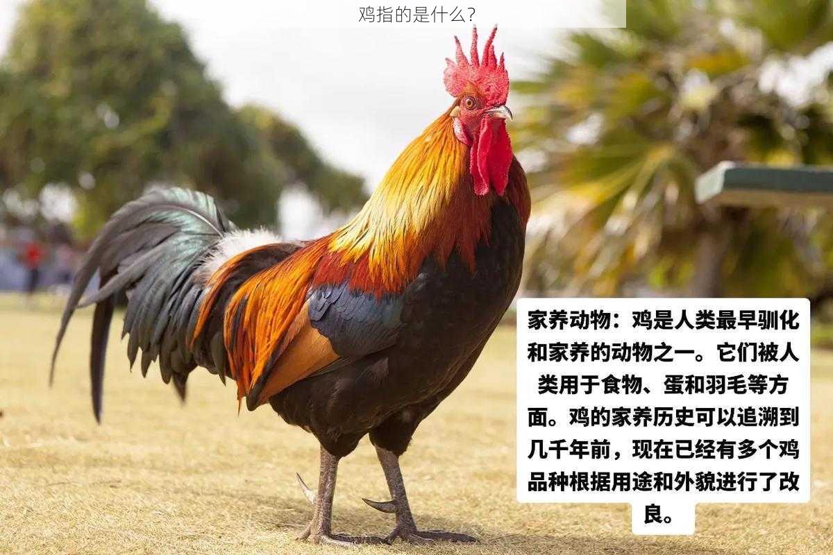 鸡指的是什么?