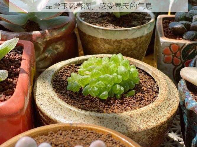品尝玉露春潮,感受春天的气息