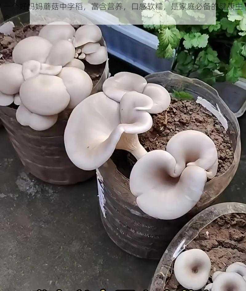 一个好妈妈蘑菇中字稻,富含营养,口感软糯,是家庭必备的健康主食