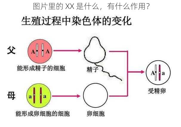 图片里的 XX 是什么,有什么作用?