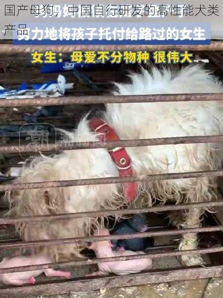 国产母狗,中国自行研发的高性能犬类产品