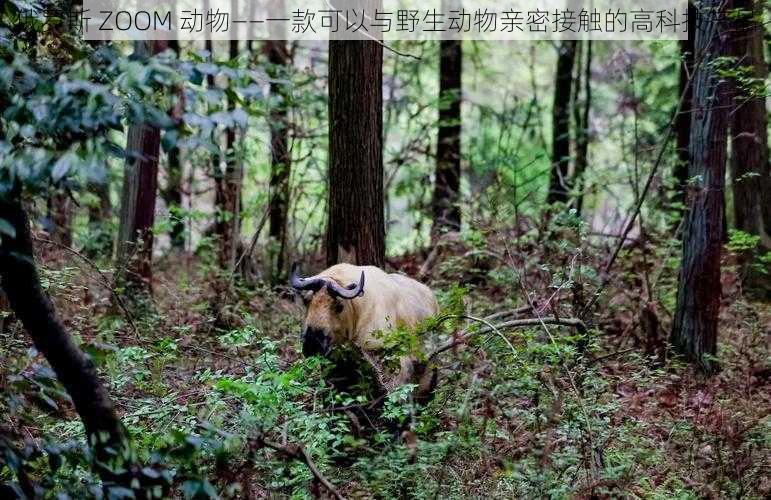 俄罗斯 ZOOM 动物——一款可以与野生动物亲密接触的高科技产品