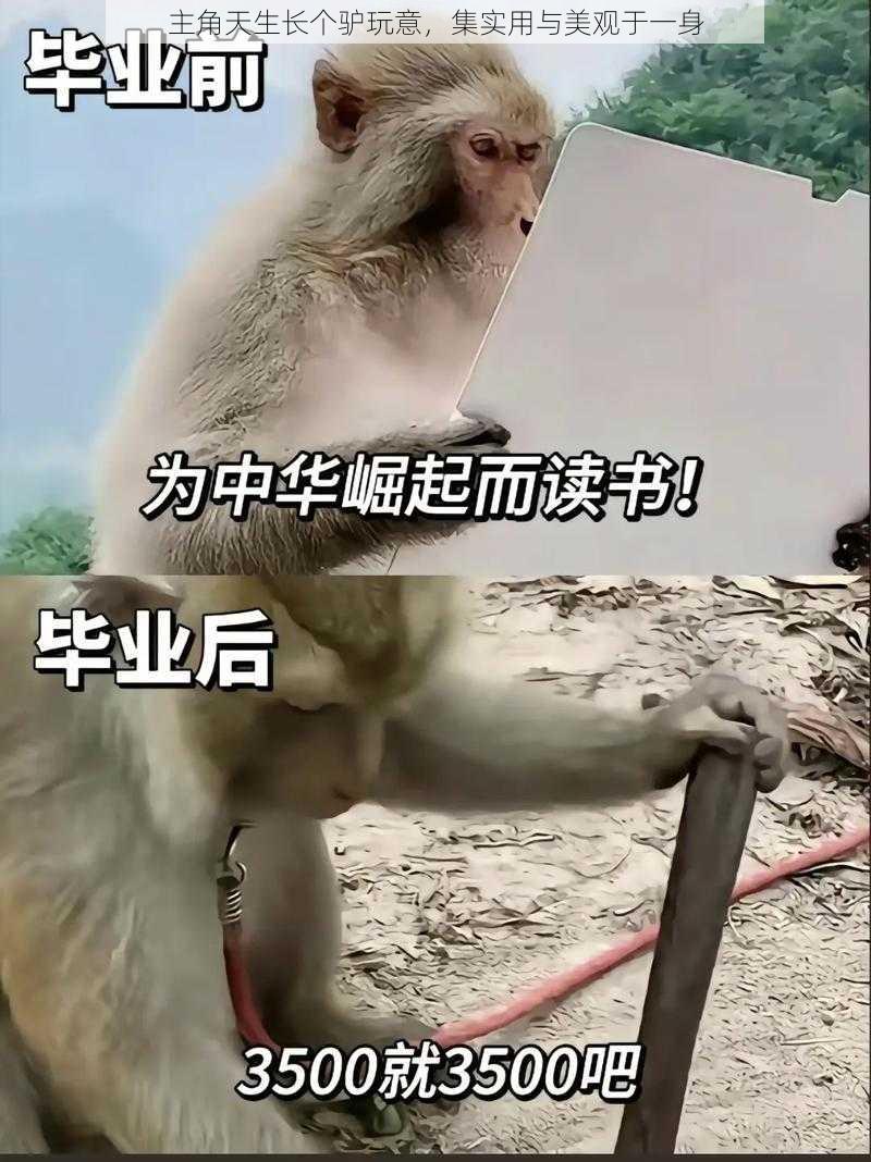 主角天生长个驴玩意,集实用与美观于一身