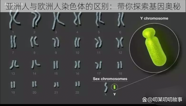 亚洲人与欧洲人染色体的区别:带你探索基因奥秘