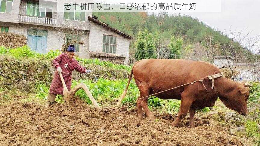 老牛耕田陈雪,口感浓郁的高品质牛奶