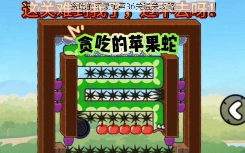 贪吃的苹果蛇第36关通关攻略
