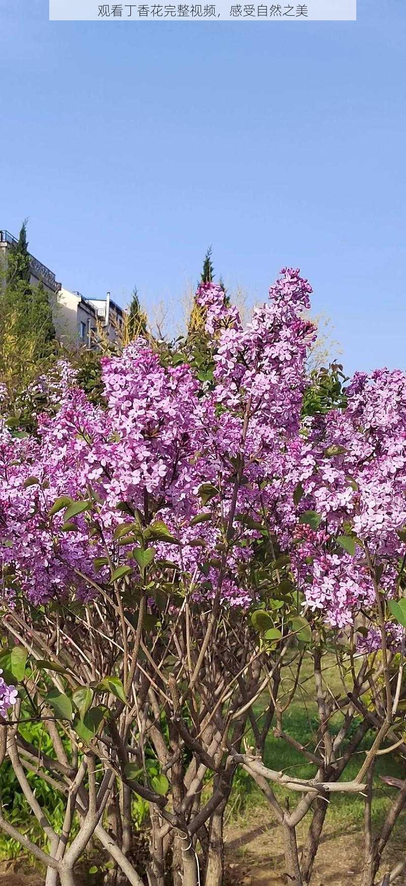 观看丁香花完整视频,感受自然之美