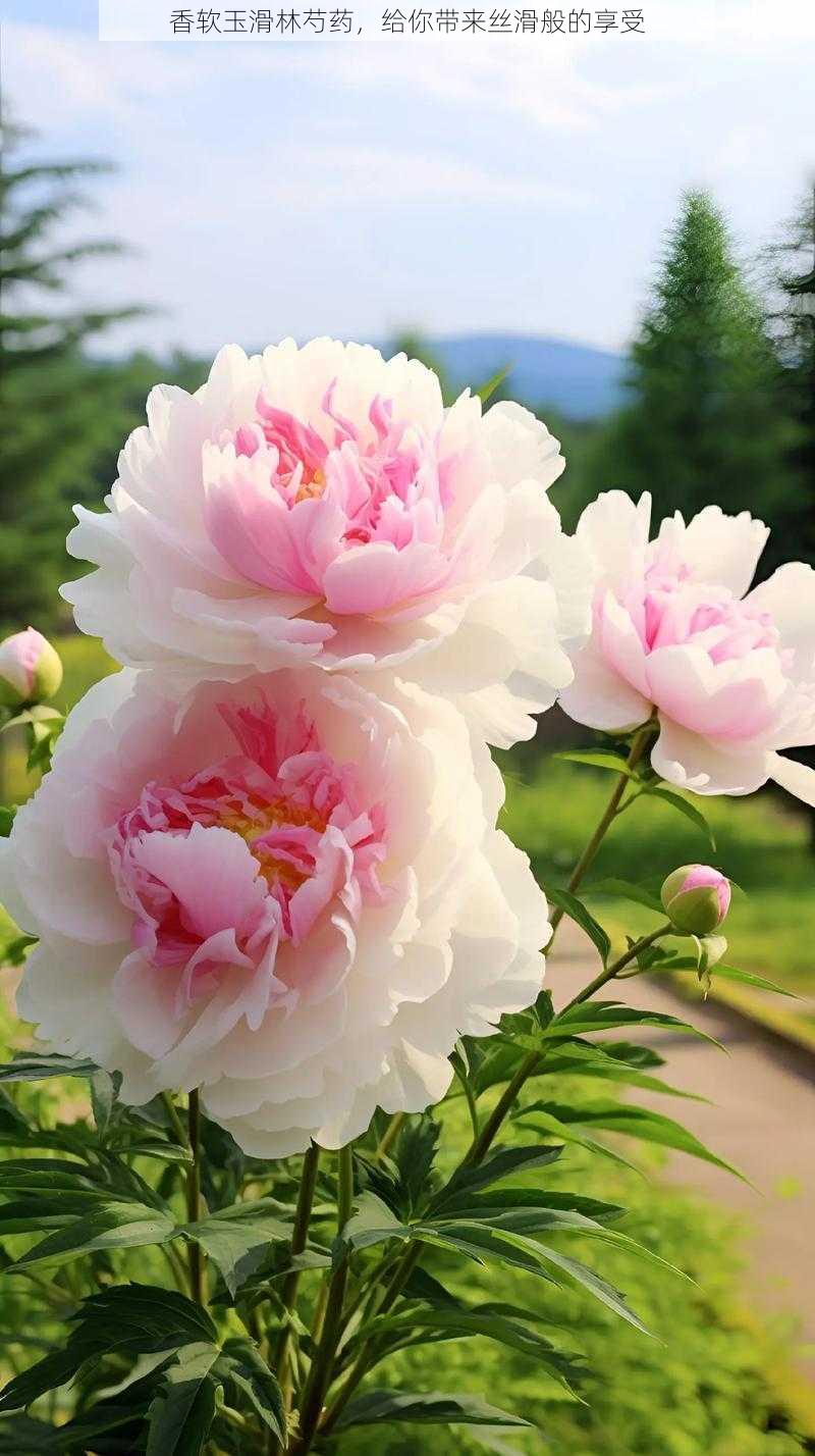 香软玉滑林芍药,给你带来丝滑般的享受