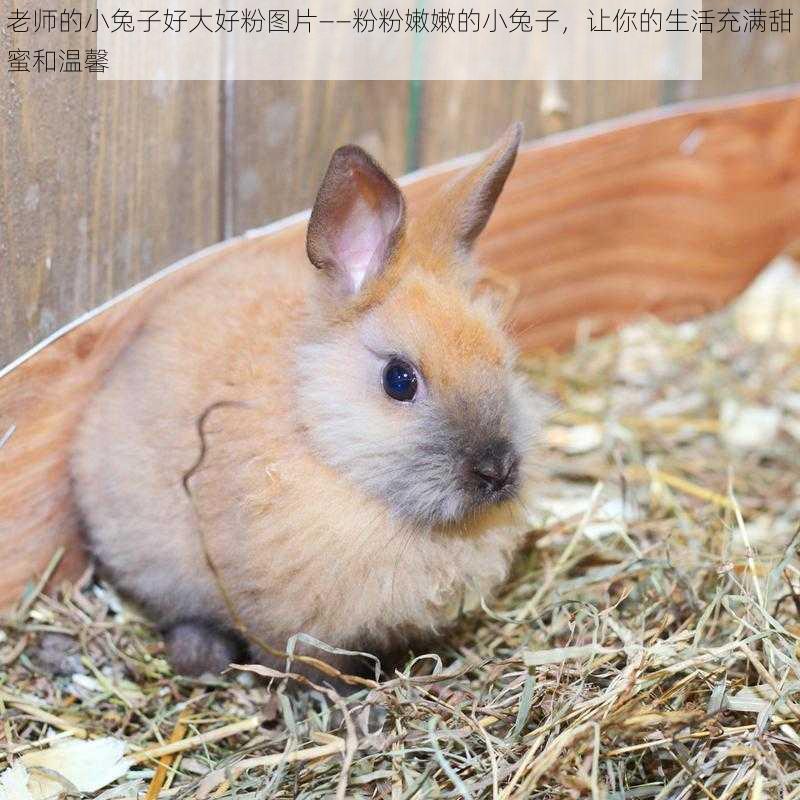 老师的小兔子好大好粉图片——粉粉嫩嫩的小兔子,让你的生活充满甜蜜和温馨