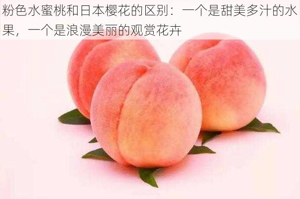 粉色水蜜桃和日本樱花的区别:一个是甜美多汁的水果,一个是浪漫美丽的观赏花卉