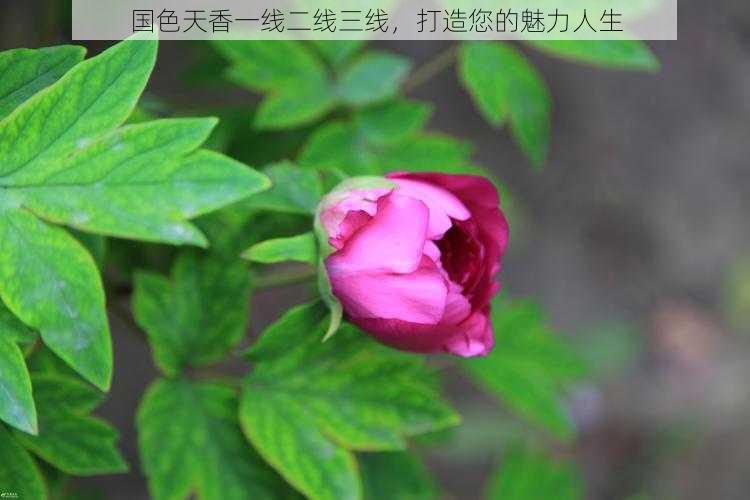 国色天香一线二线三线,打造您的魅力人生