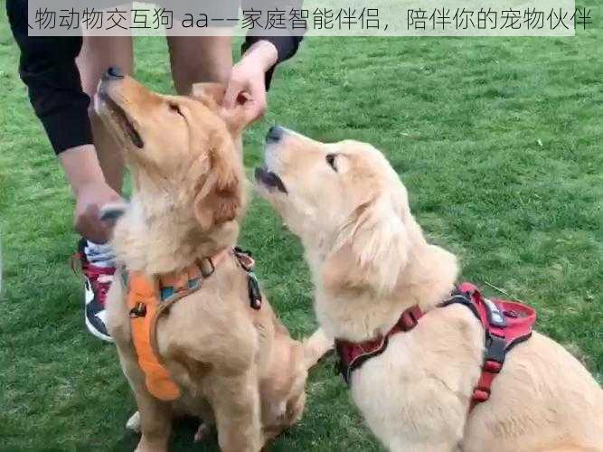 人物动物交互狗 aa——家庭智能伴侣,陪伴你的宠物伙伴