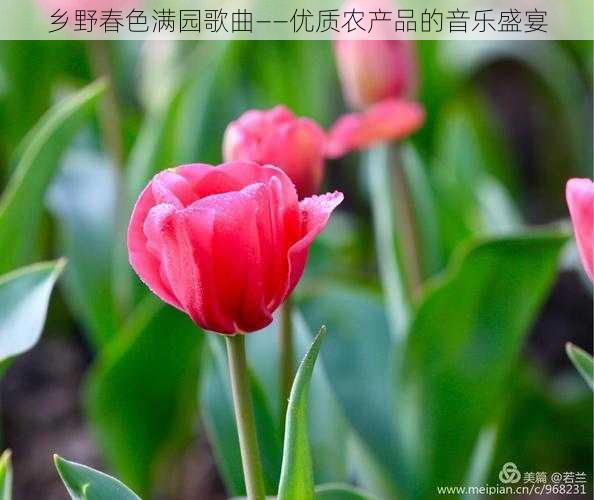 乡野春色满园歌曲——优质农产品的音乐盛宴