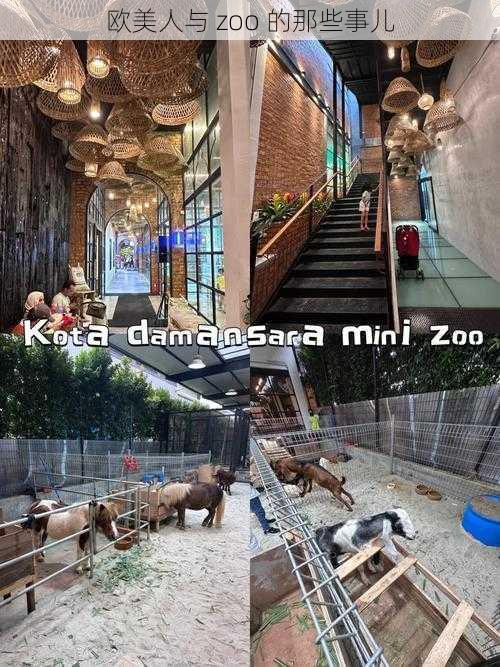 欧美人与 zoo 的那些事儿