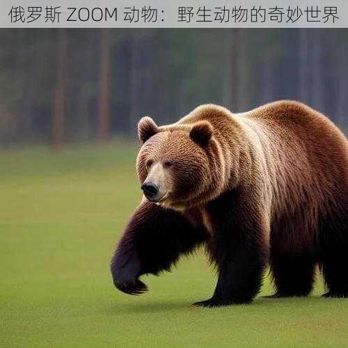 俄罗斯 ZOOM 动物:野生动物的奇妙世界