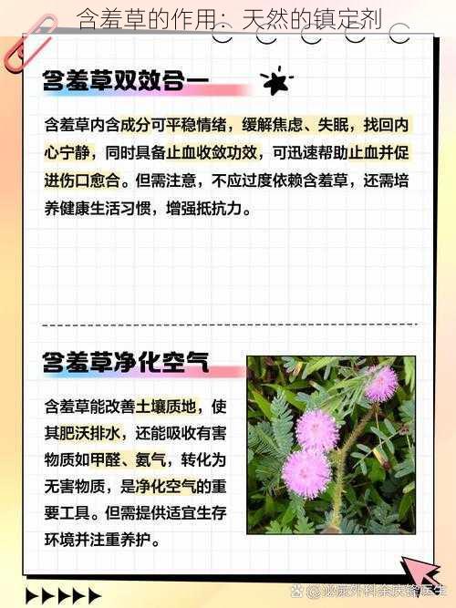 含羞草的作用:天然的镇定剂