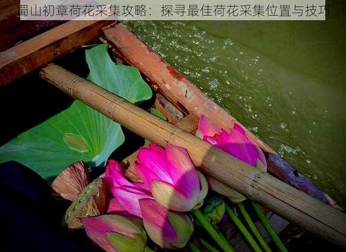 蜀山初章荷花采集攻略:探寻最佳荷花采集位置与技巧