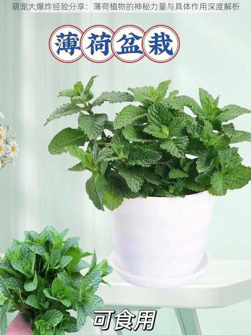 萌宠大爆炸经验分享:薄荷植物的神秘力量与具体作用深度解析