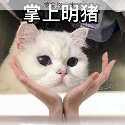 救命终于来了