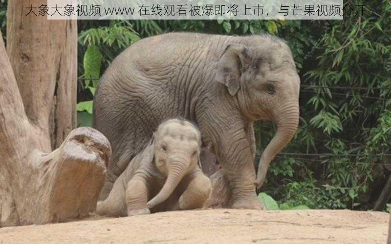 大象大象视频 www 在线观看被爆即将上市,与芒果视频分开
