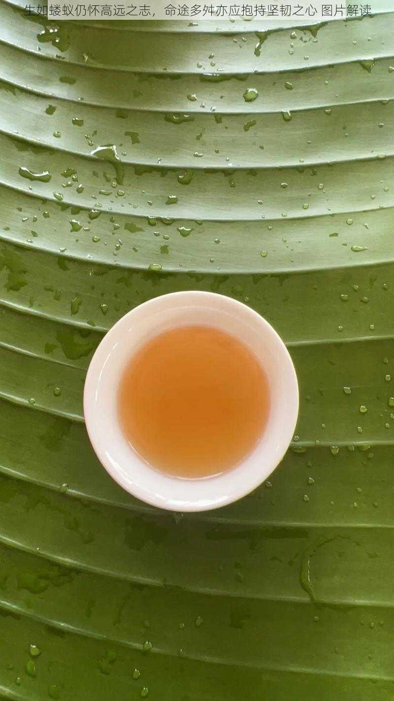 生如蝼蚁仍怀高远之志,命途多舛亦应抱持坚韧之心 图片解读